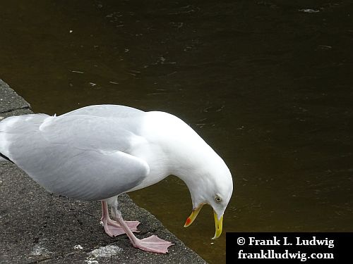 St Stephen's Green